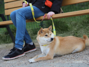 Branded dog leash in daily use, held by a person sitting on a bench with a Shiba Inu.