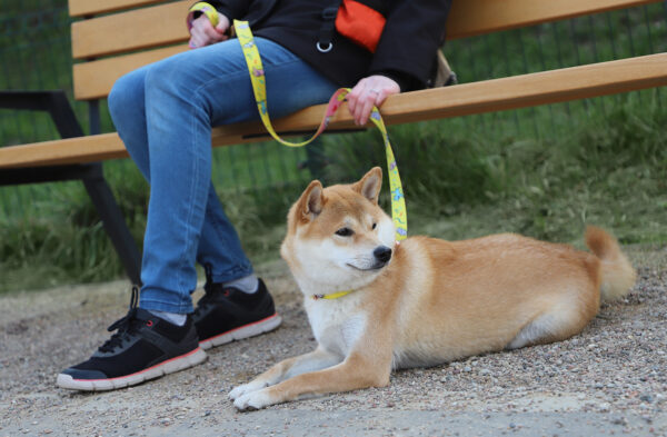 Branded dog leash in daily use, held by a person sitting on a bench with a Shiba Inu.